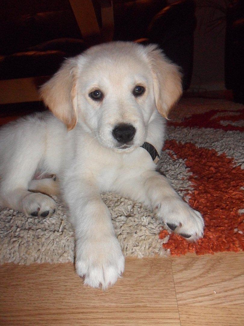 Blanding af racer | Laban billede 7