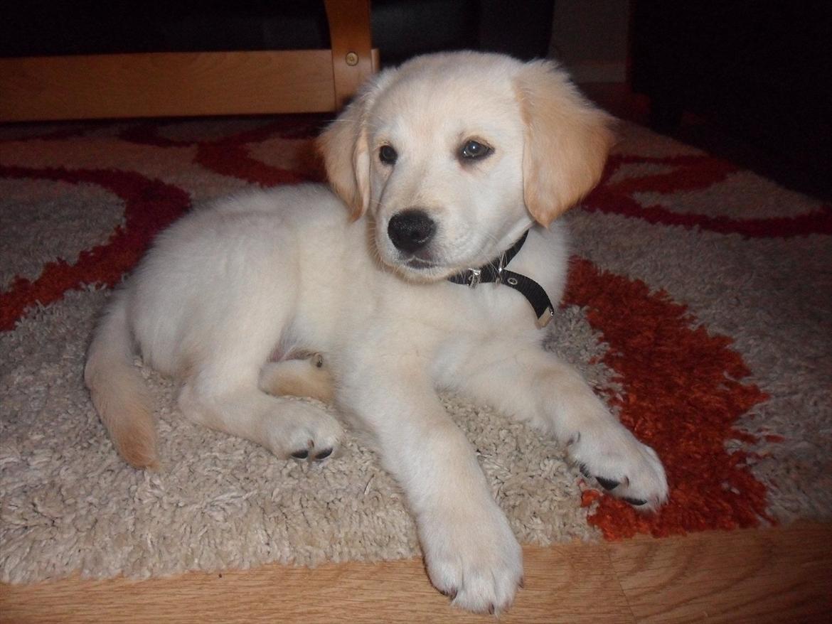 Blanding af racer | Laban billede 8