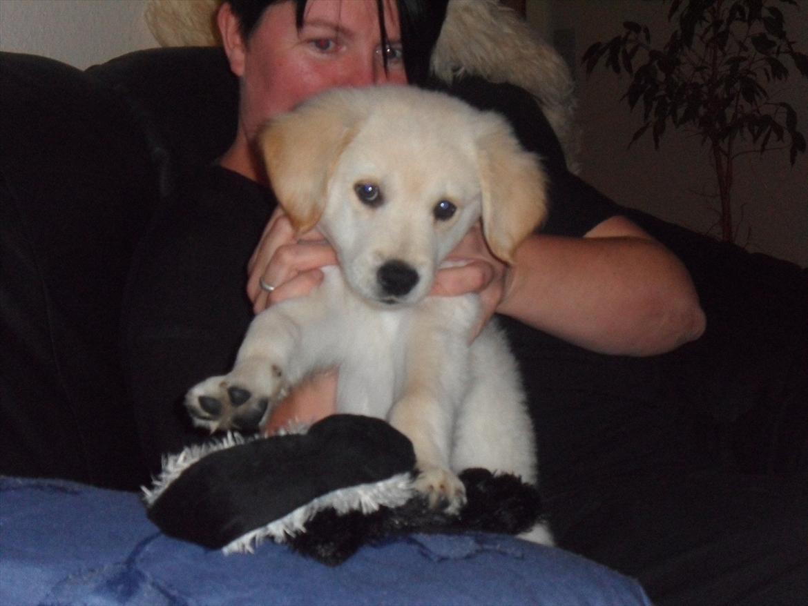 Blanding af racer | Laban billede 10