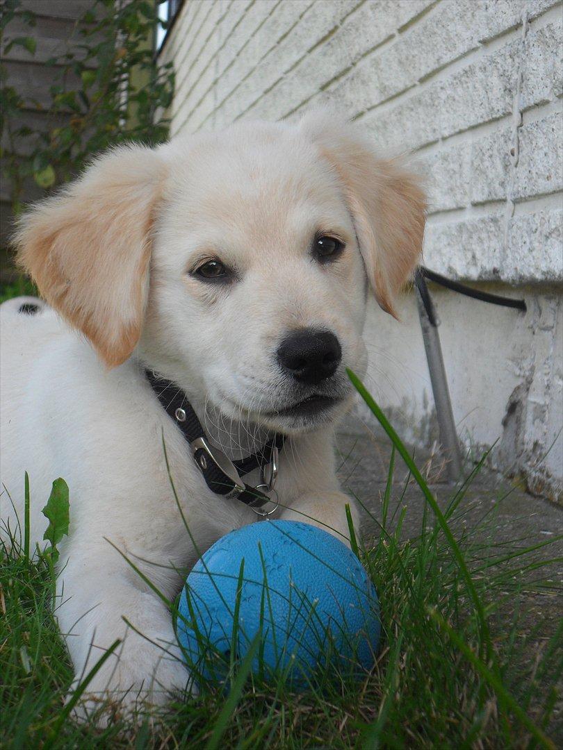 Blanding af racer | Laban - Smukke Laban :o)  billede 5