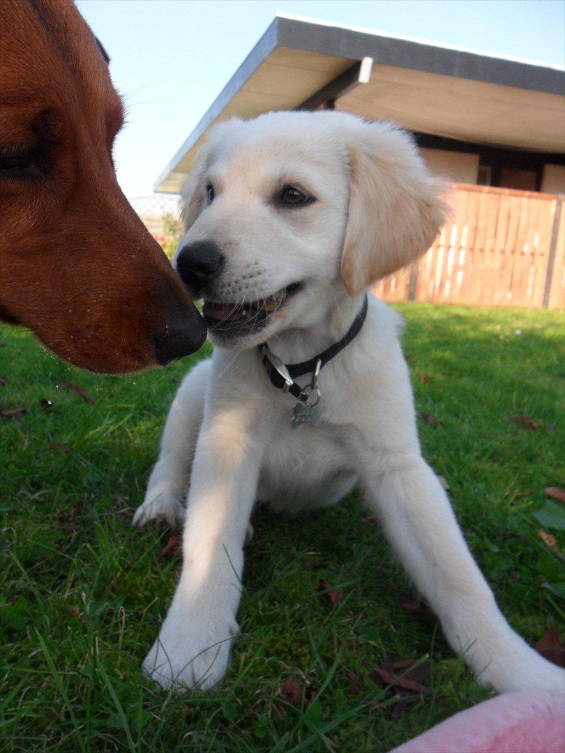 Blanding af racer | Laban billede 12