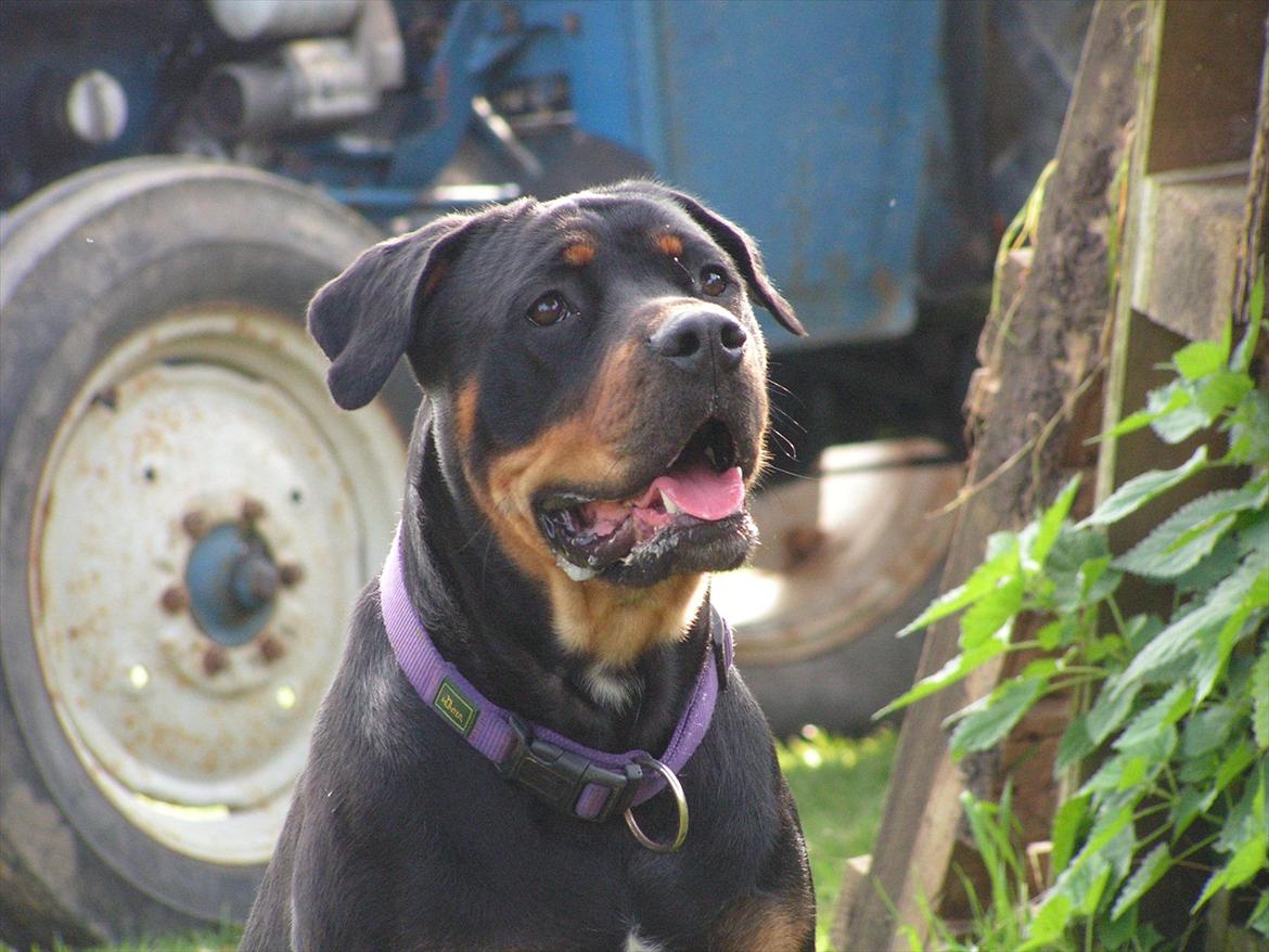 Blanding af racer Hunden ( rotte/cc ) billede 8