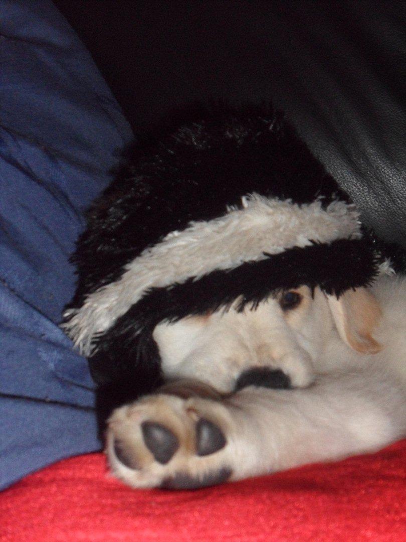 Blanding af racer | Laban billede 13