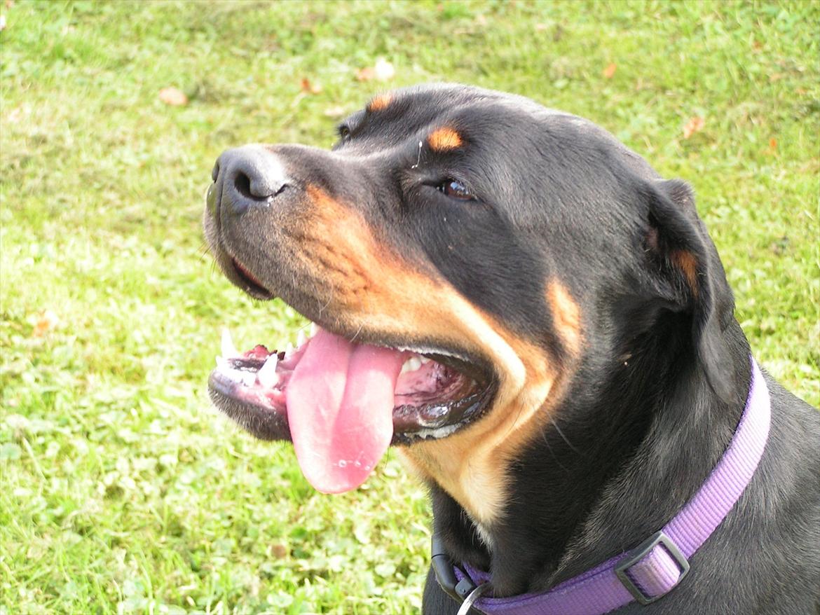 Blanding af racer Hunden ( rotte/cc ) billede 9