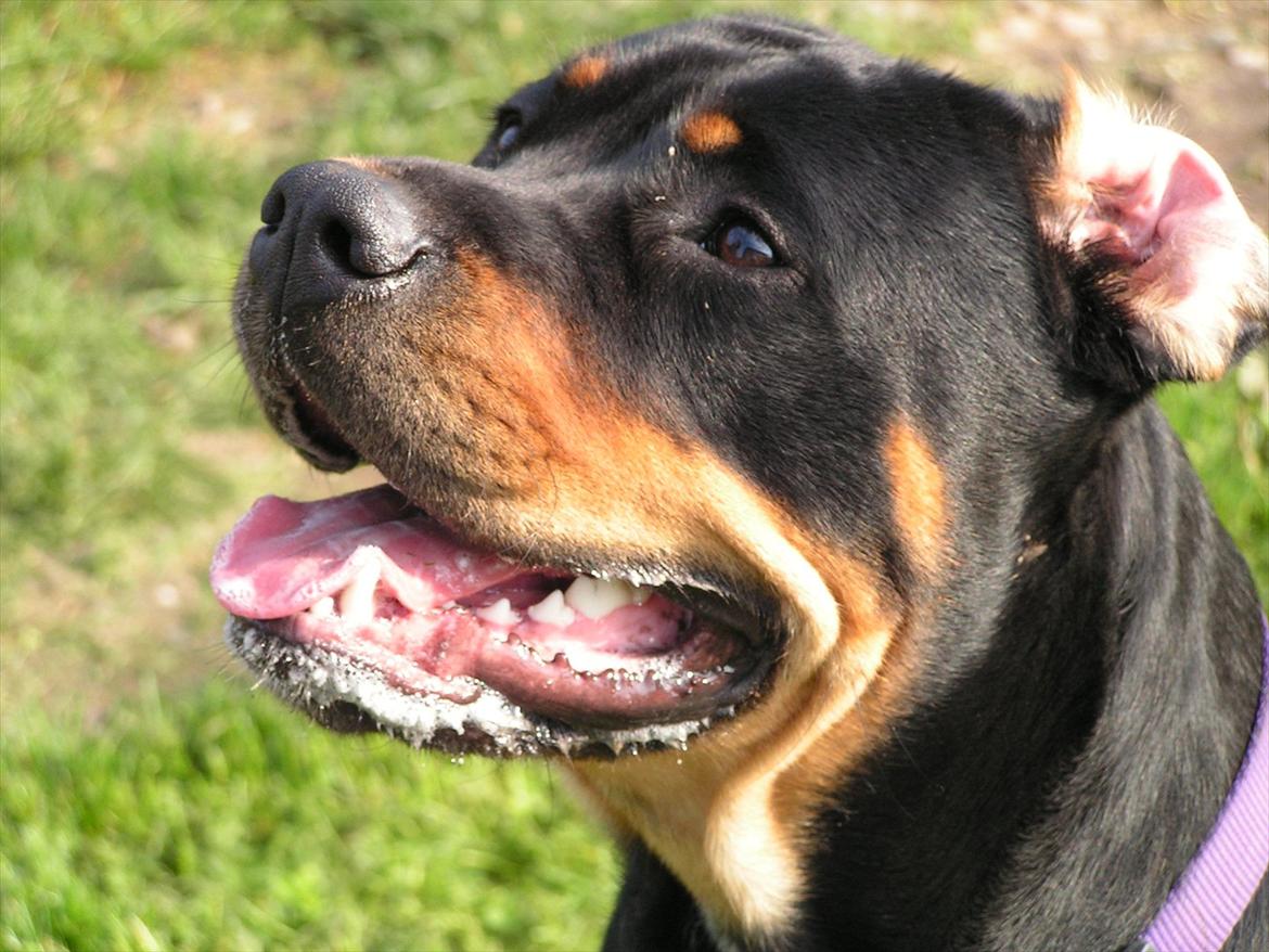 Blanding af racer Hunden ( rotte/cc ) billede 10