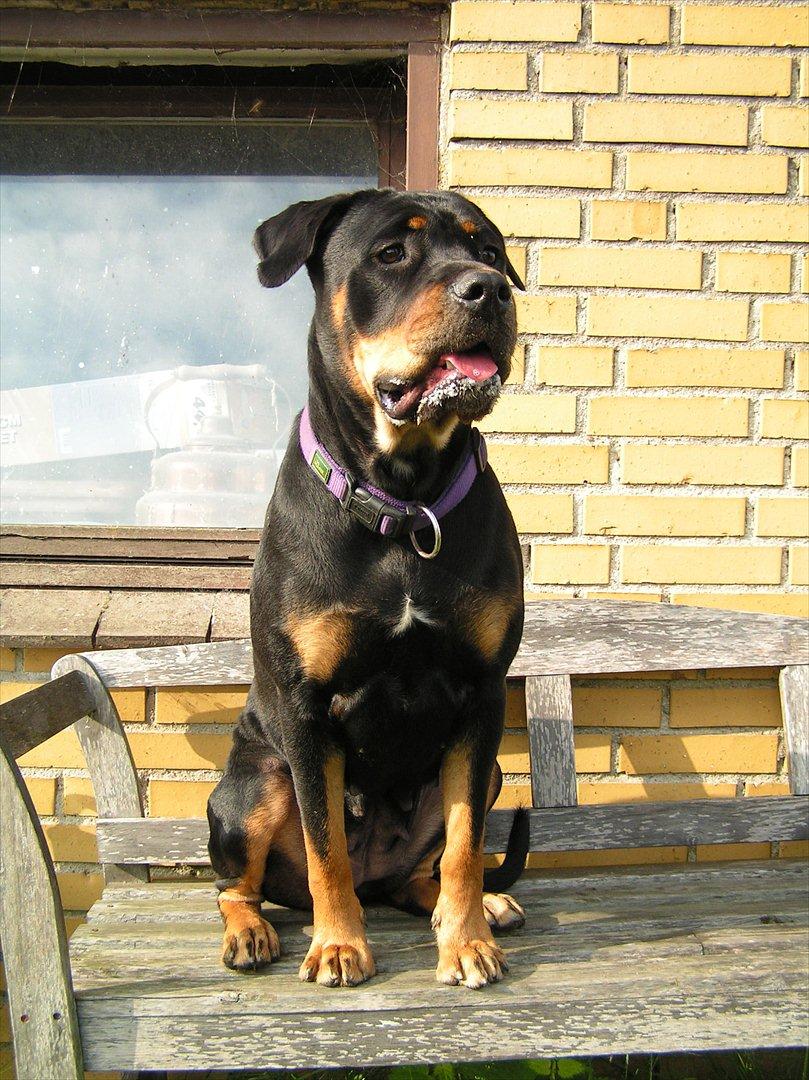 Blanding af racer Hunden ( rotte/cc ) billede 11