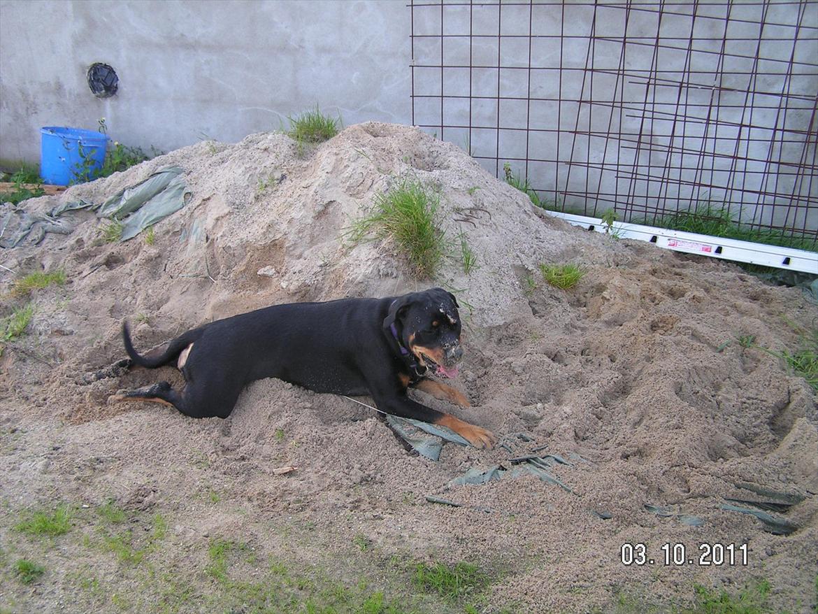 Blanding af racer Hunden ( rotte/cc ) billede 12