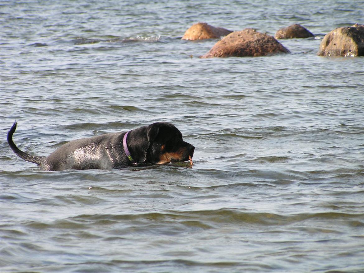 Blanding af racer Hunden ( rotte/cc ) billede 13