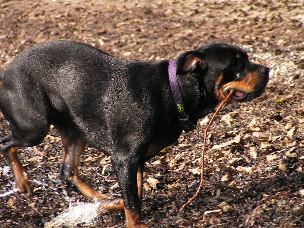 Blanding af racer Hunden ( rotte/cc ) billede 14