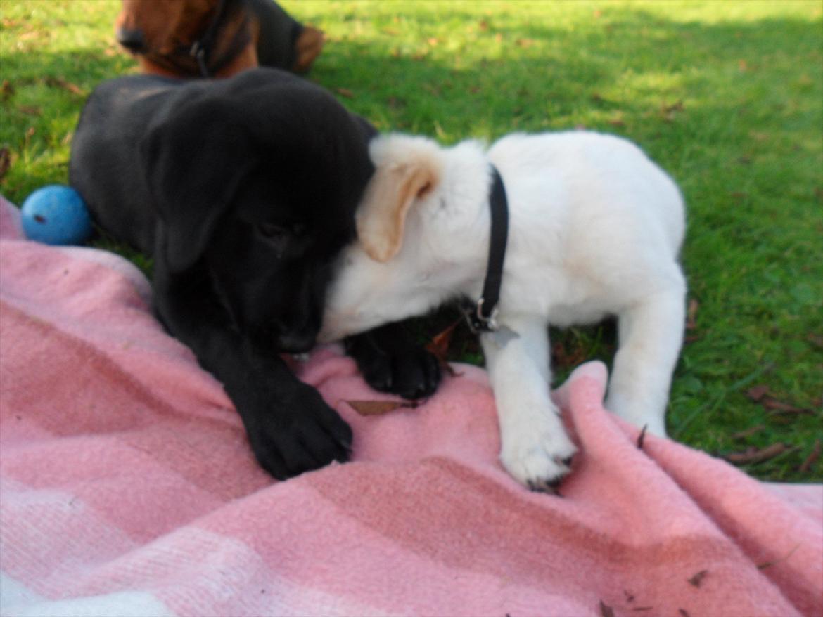 Blanding af racer | Laban - Laban & Buster :o)  billede 17