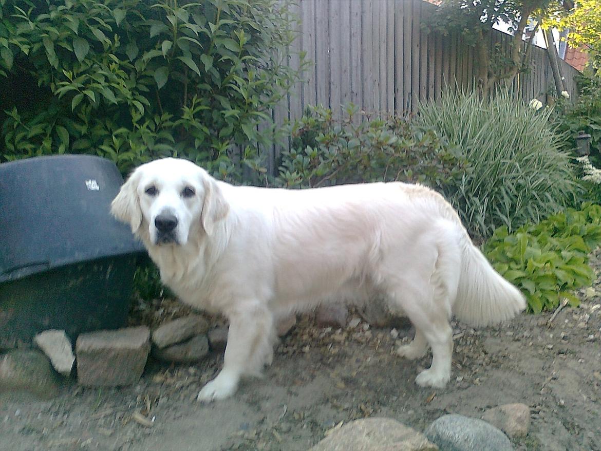 Golden retriever StrawGolden Beatyful Daimi(Luna) - her et fint billed af hende♥
 billede 1