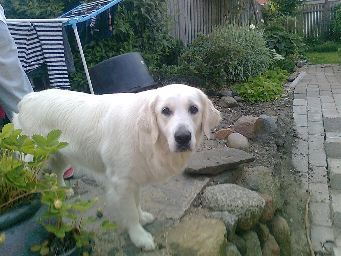 Golden retriever StrawGolden Beatyful Daimi(Luna) - Jeg prøver at gemme mig :D billede 2