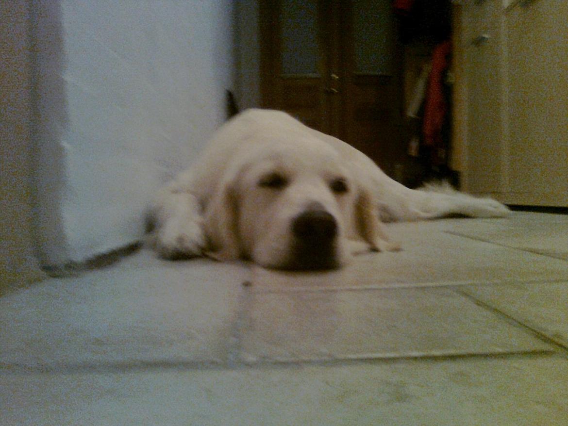 Golden retriever StrawGolden Beatyful Daimi(Luna) - Trætte Luna billede 3