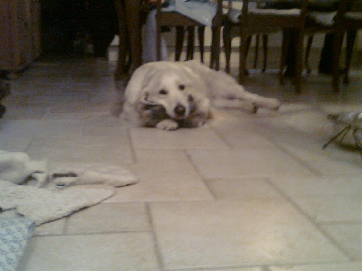 Golden retriever StrawGolden Beatyful Daimi(Luna) - elsker at bruge bamser som pude :D billede 4