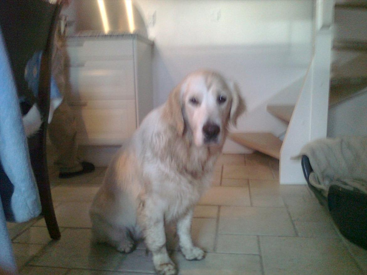 Golden retriever StrawGolden Beatyful Daimi(Luna) - Broget golden XD billede 5