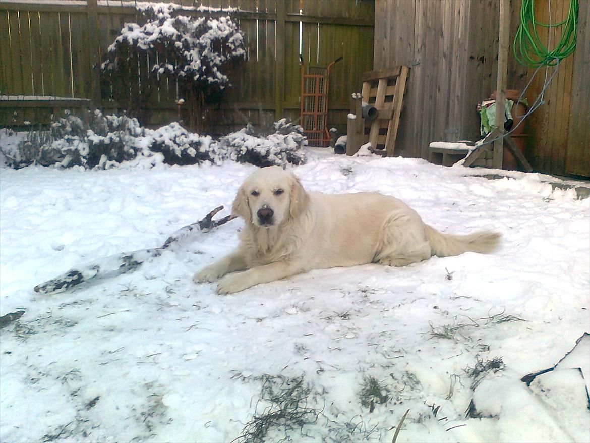 Golden retriever StrawGolden Beatyful Daimi(Luna) - Møffe elsker bare sne .) billede 6