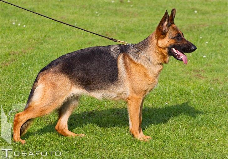 Schæferhund Soya - Stand 17 mdr billede 10