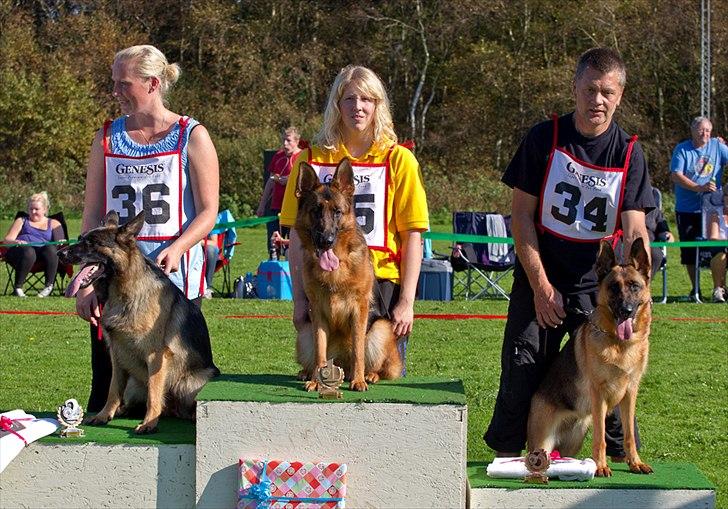 Schæferhund Soya - På podiet i Silkeborg Yngsteklasse tæver SG3 billede 12
