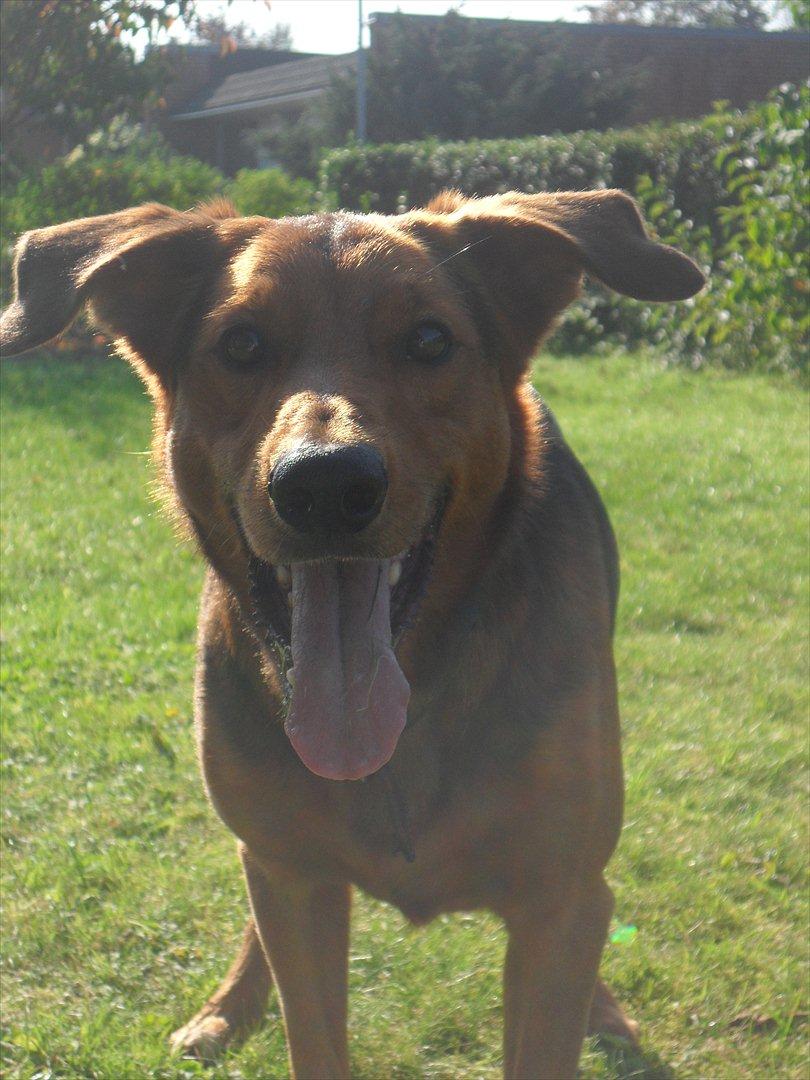 Blanding af racer | Bisse billede 10