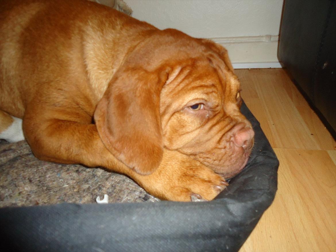 Dogue de bordeaux Bodil billede 2