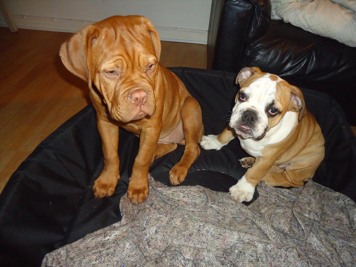 Dogue de bordeaux Bodil billede 3