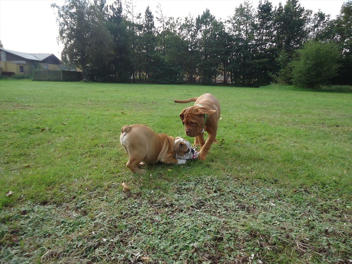 Dogue de bordeaux Bodil billede 4