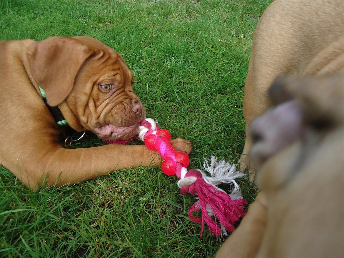 Dogue de bordeaux Bodil billede 5