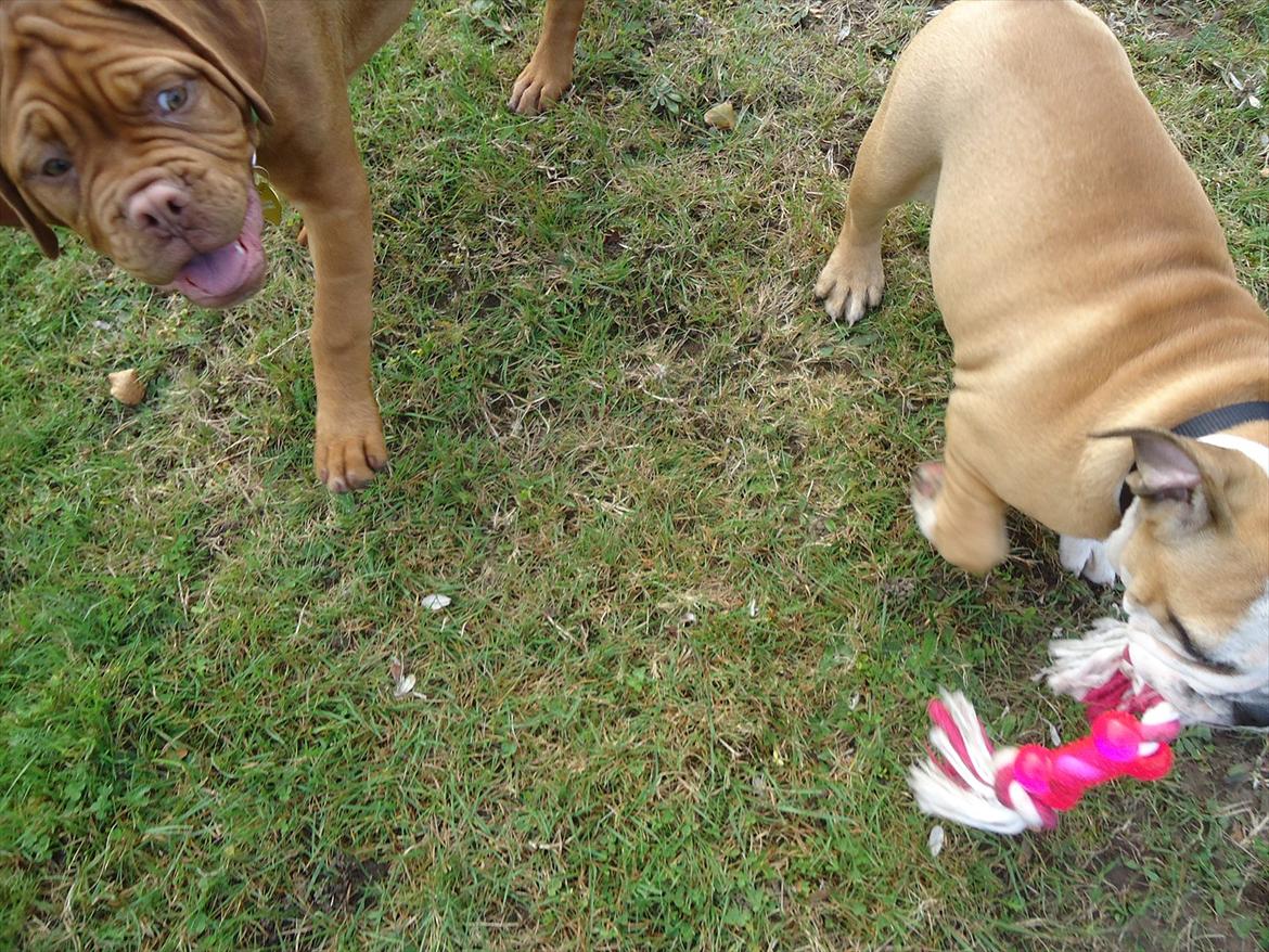 Dogue de bordeaux Bodil billede 6