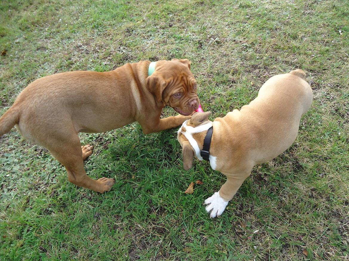 Dogue de bordeaux Bodil billede 7