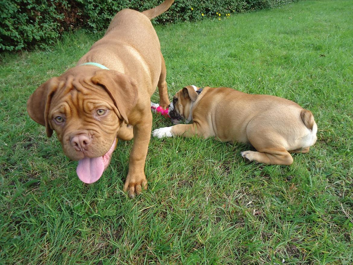Dogue de bordeaux Bodil billede 8
