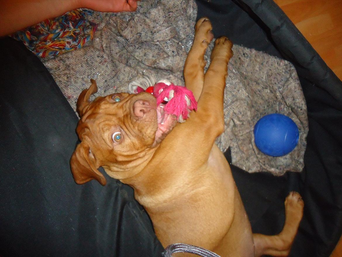 Dogue de bordeaux Bodil billede 9