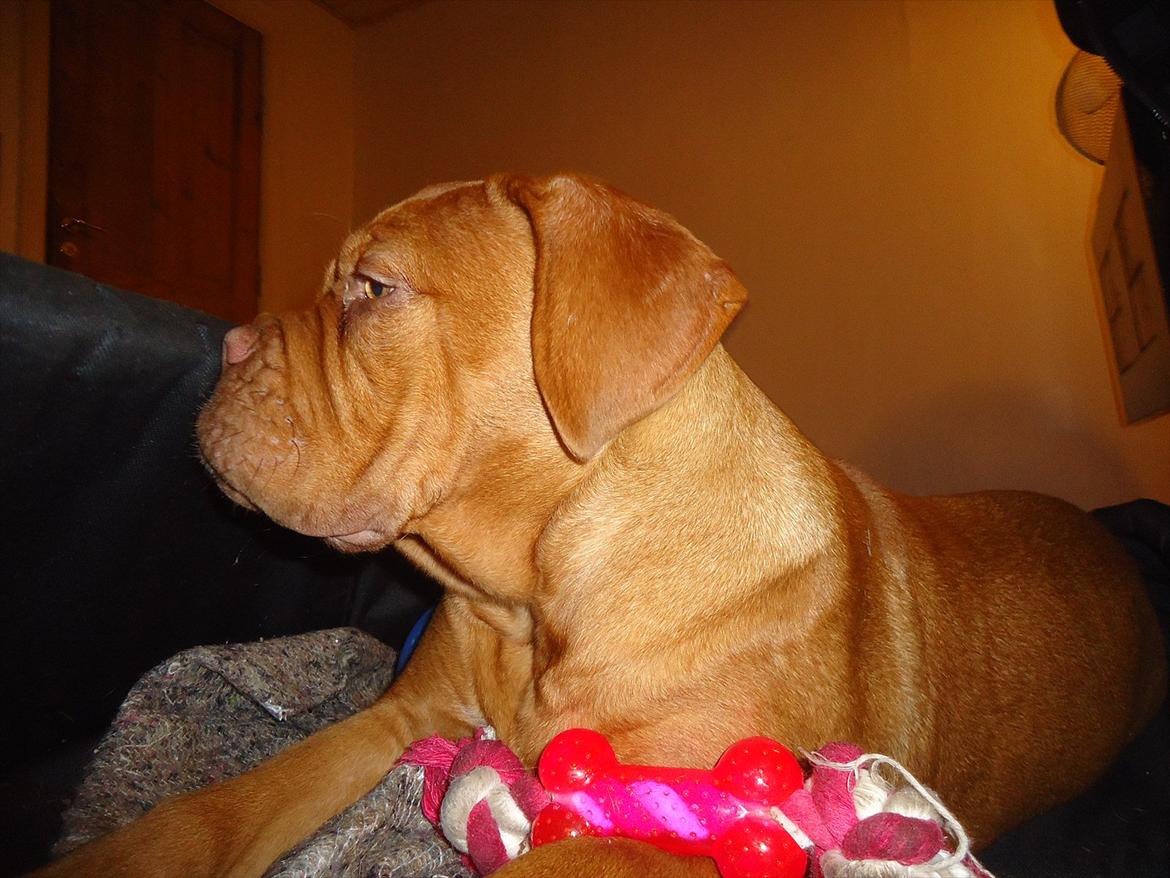 Dogue de bordeaux Bodil billede 10