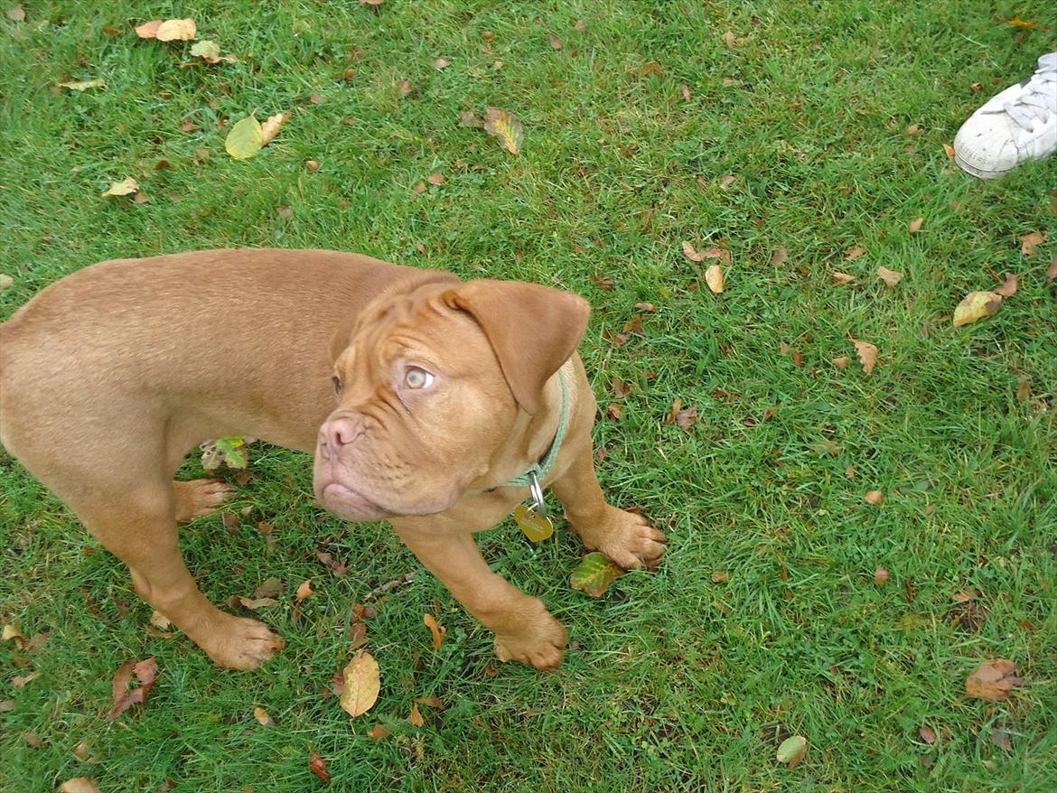 Dogue de bordeaux Bodil billede 12