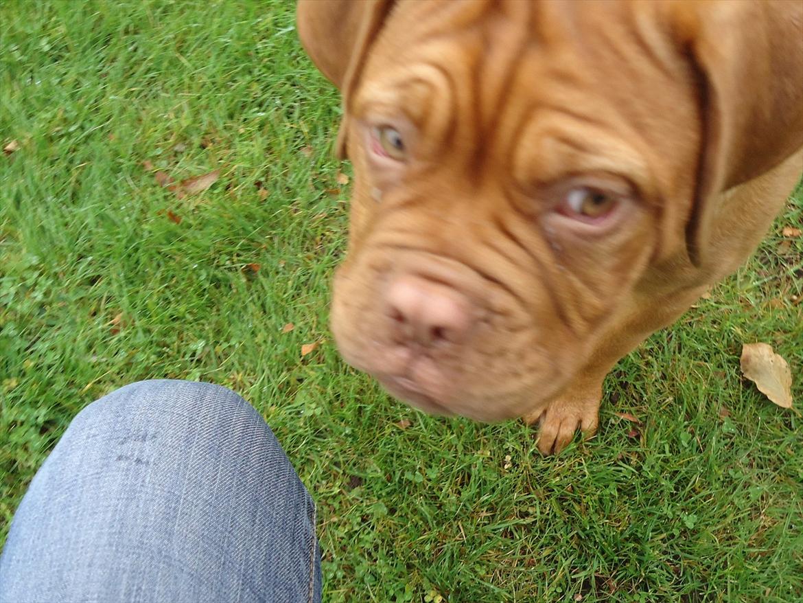 Dogue de bordeaux Bodil billede 13