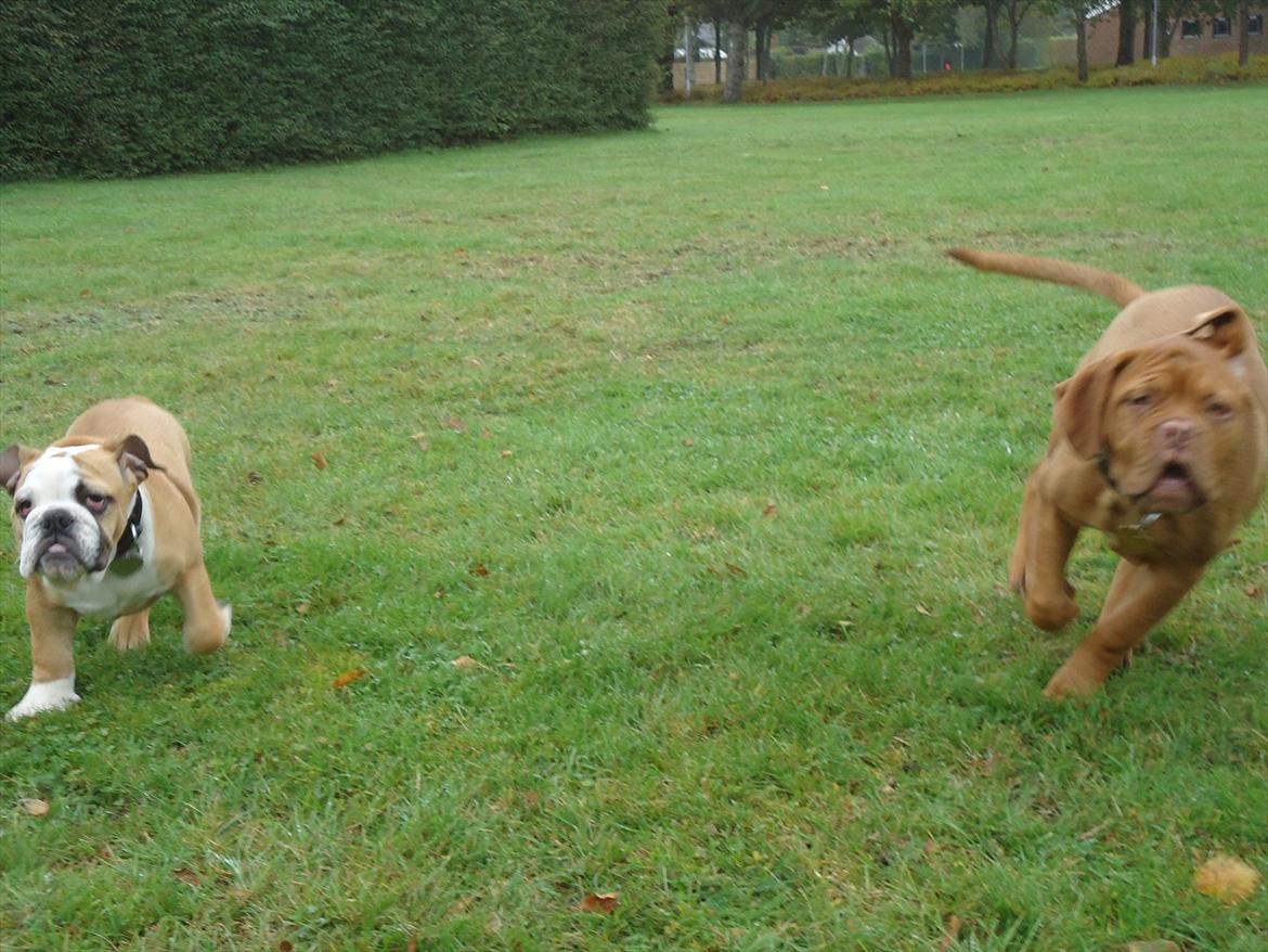 Dogue de bordeaux Bodil billede 14