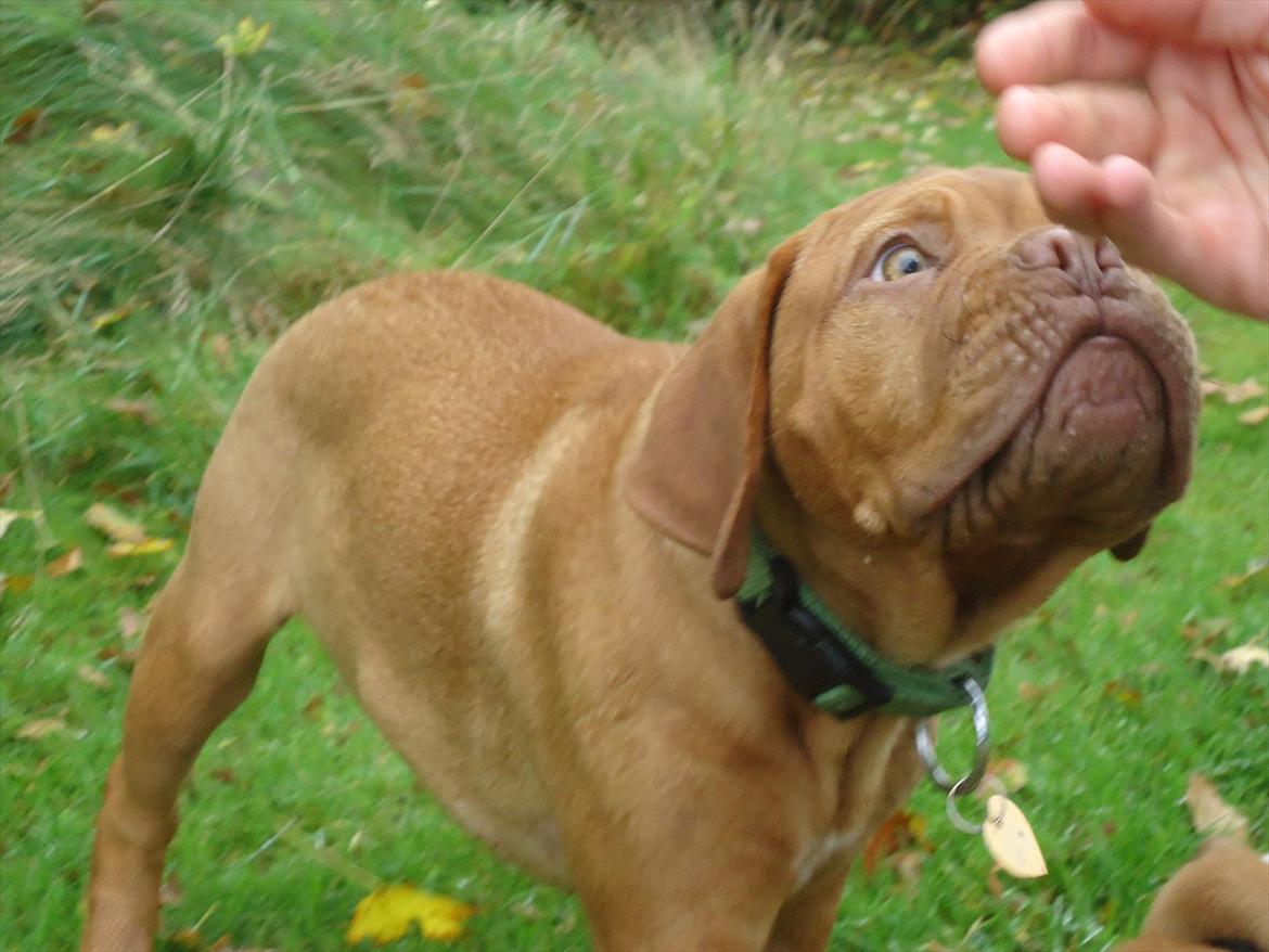 Dogue de bordeaux Bodil billede 15