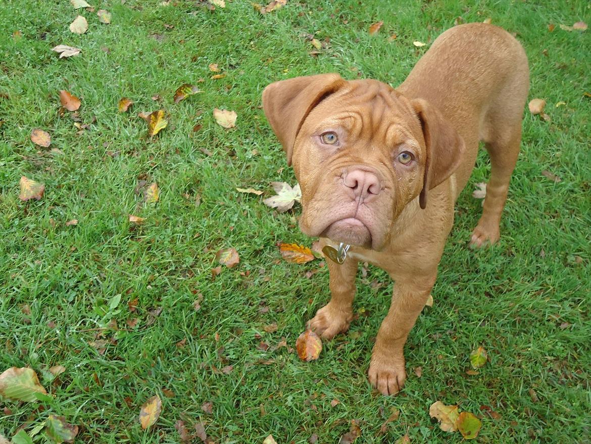 Dogue de bordeaux Bodil billede 16
