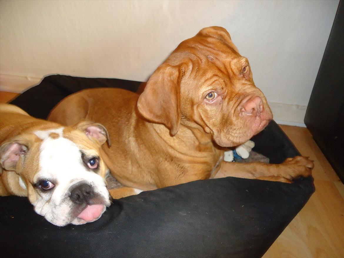 Dogue de bordeaux Bodil billede 17