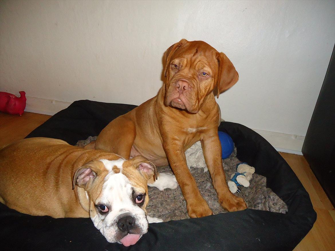 Dogue de bordeaux Bodil billede 11