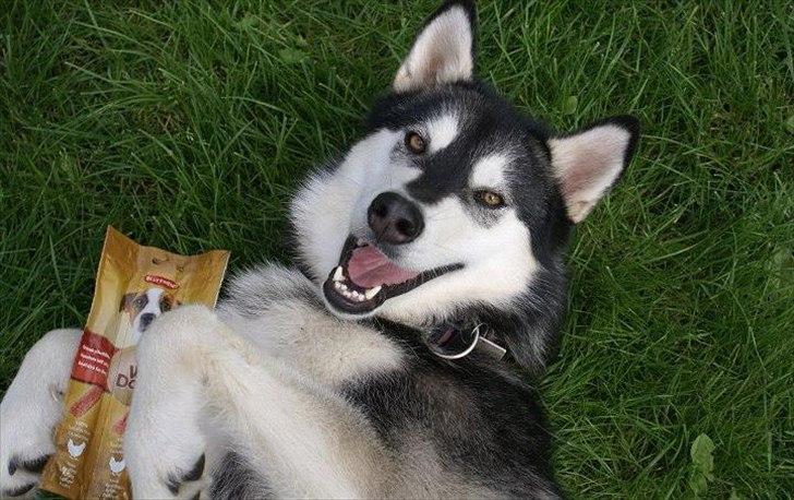 Alaskan malamute Laika *Aflivet* billede 22