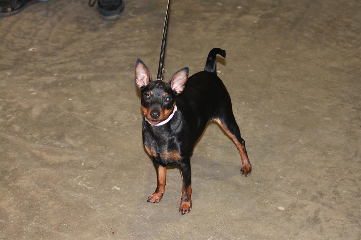 Dvaergpinscher Nikoline * R.I.P * billede 16