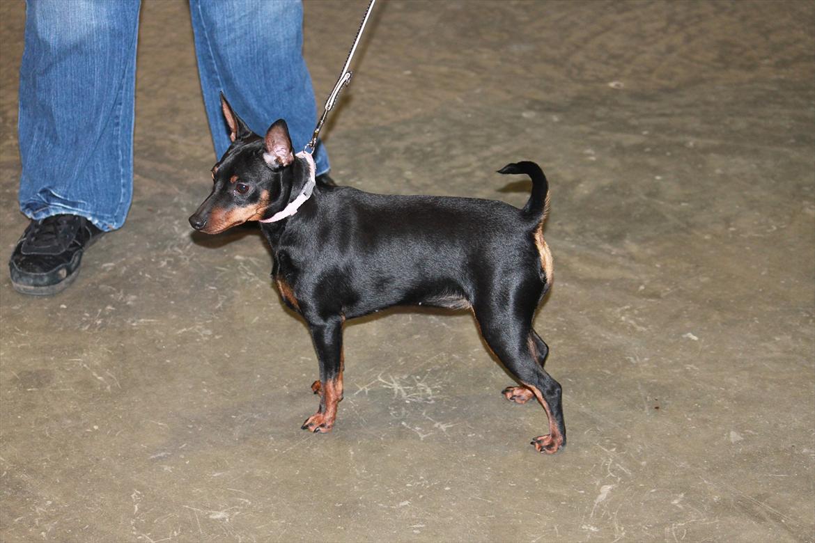 Dvaergpinscher Nikoline * R.I.P * billede 17