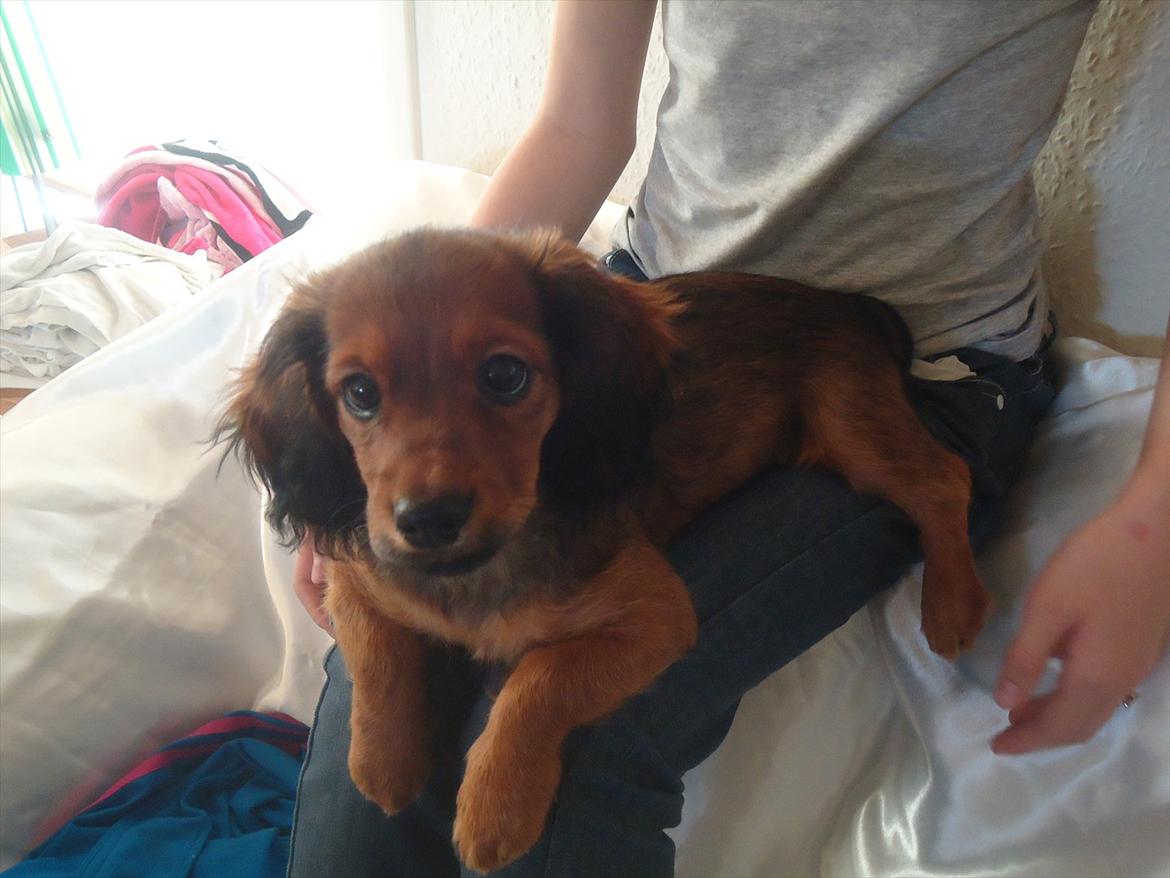 Blanding af racer Mitzzi billede 7