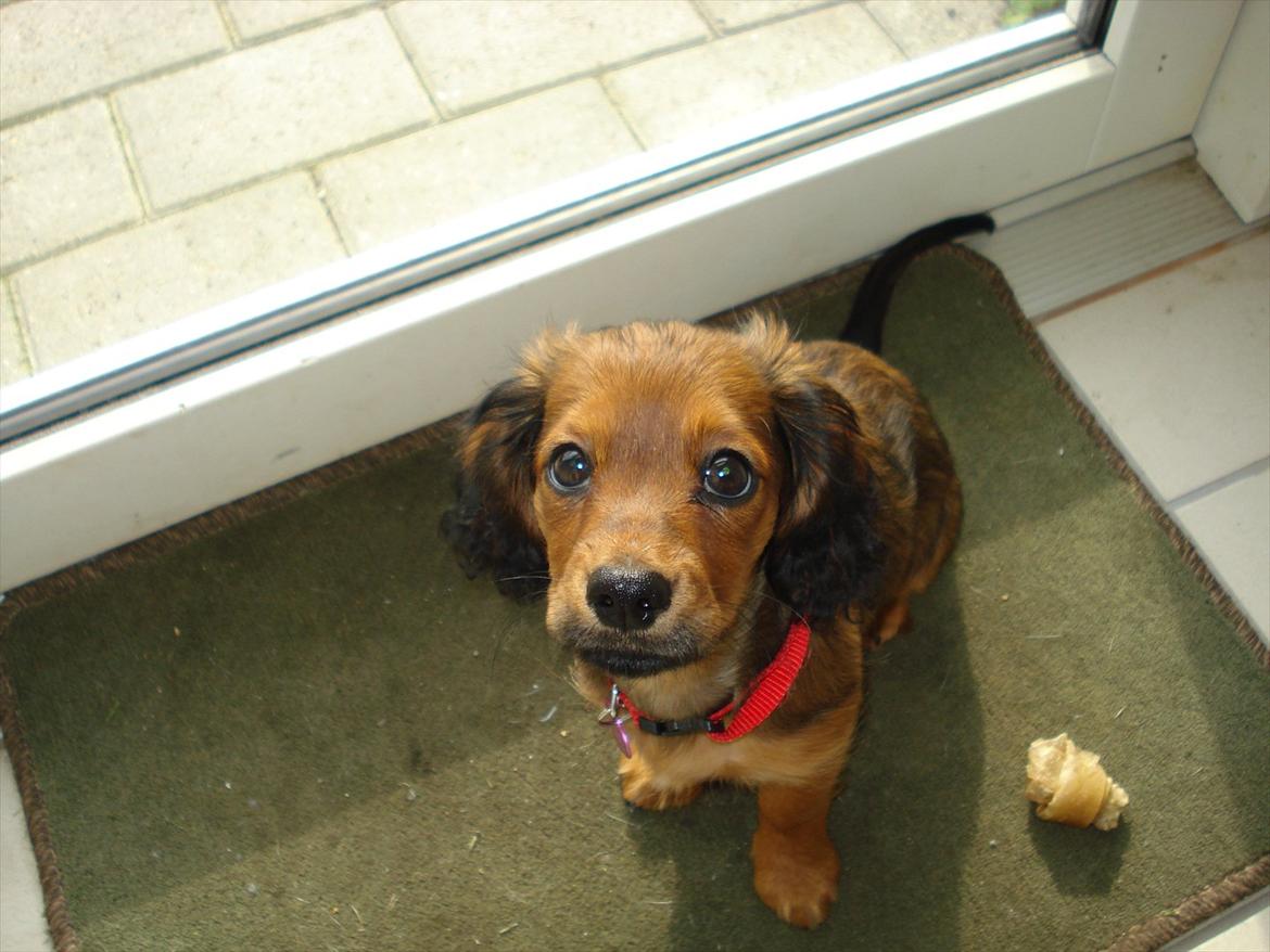 Blanding af racer Mitzzi billede 8