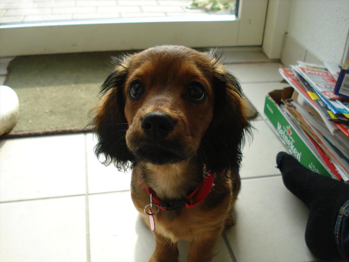 Blanding af racer Mitzzi billede 6