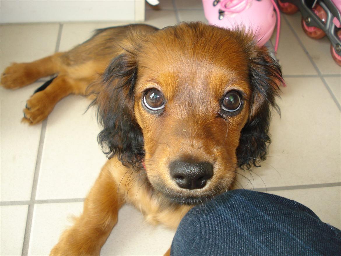 Blanding af racer Mitzzi billede 9