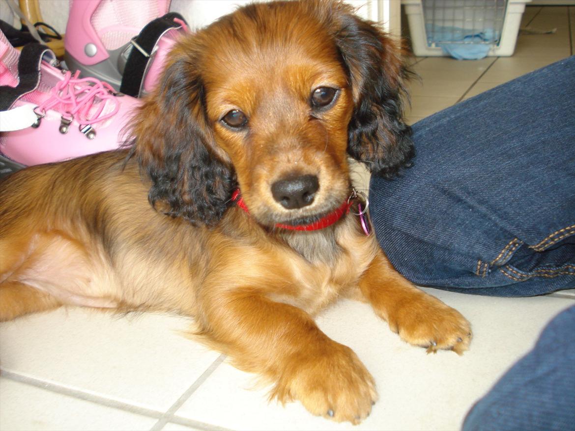 Blanding af racer Mitzzi billede 10