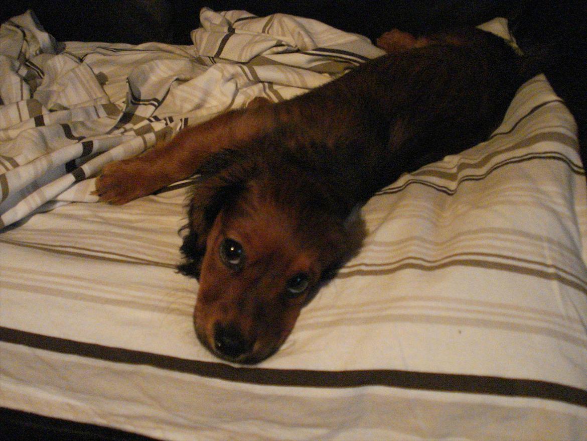 Blanding af racer Mitzzi billede 11