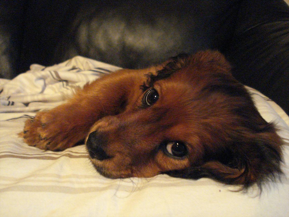 Blanding af racer Mitzzi billede 12