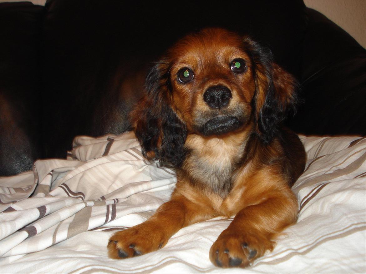 Blanding af racer Mitzzi billede 5